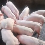 Dana Ketahanan Pangan BUMDes Sapa Barat Dipertanyakan, Modal Menyusut, Aliansi Desak Pertanggungjawaban